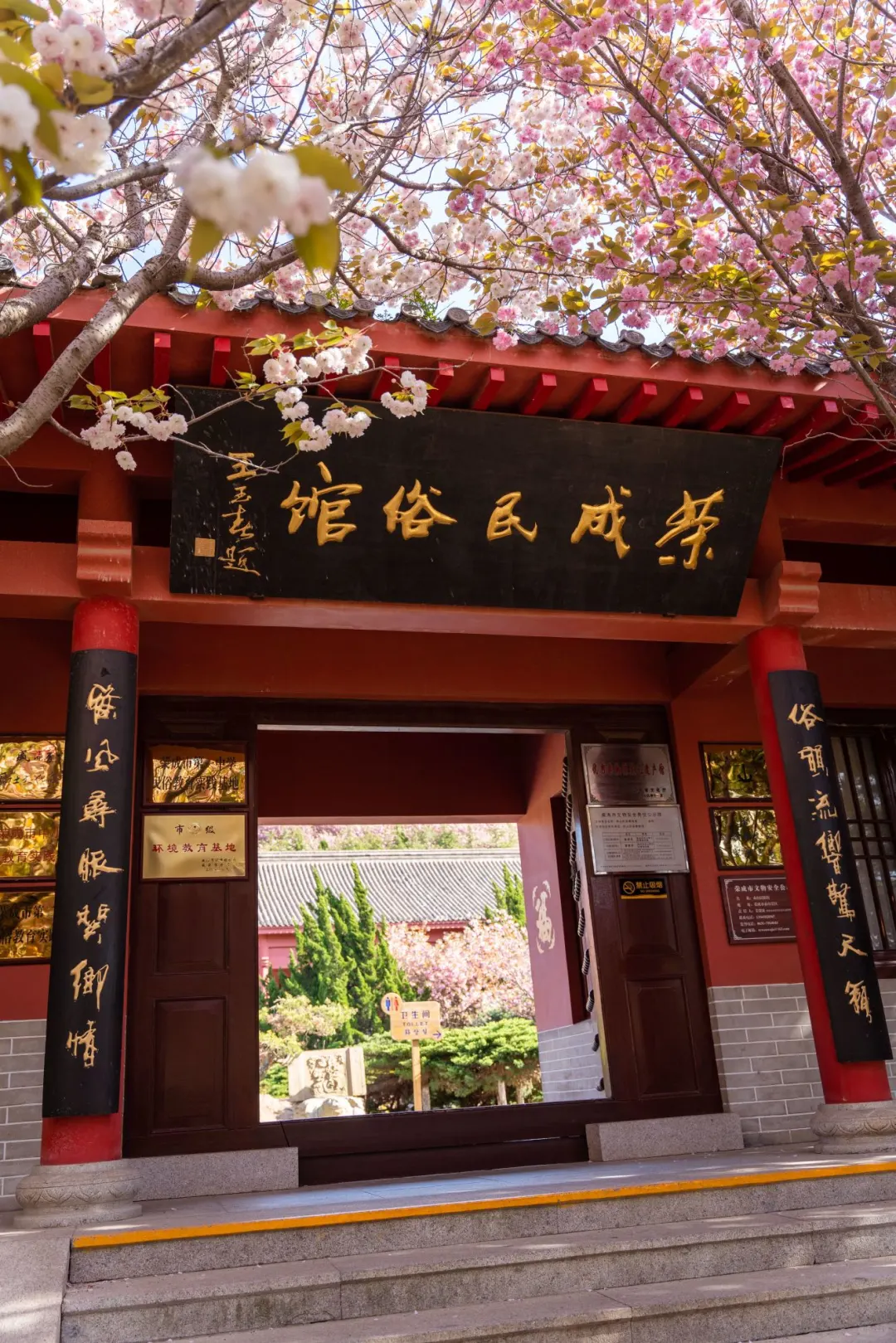 🌸🔥五一特辑！威海石岛赤山樱花节全攻