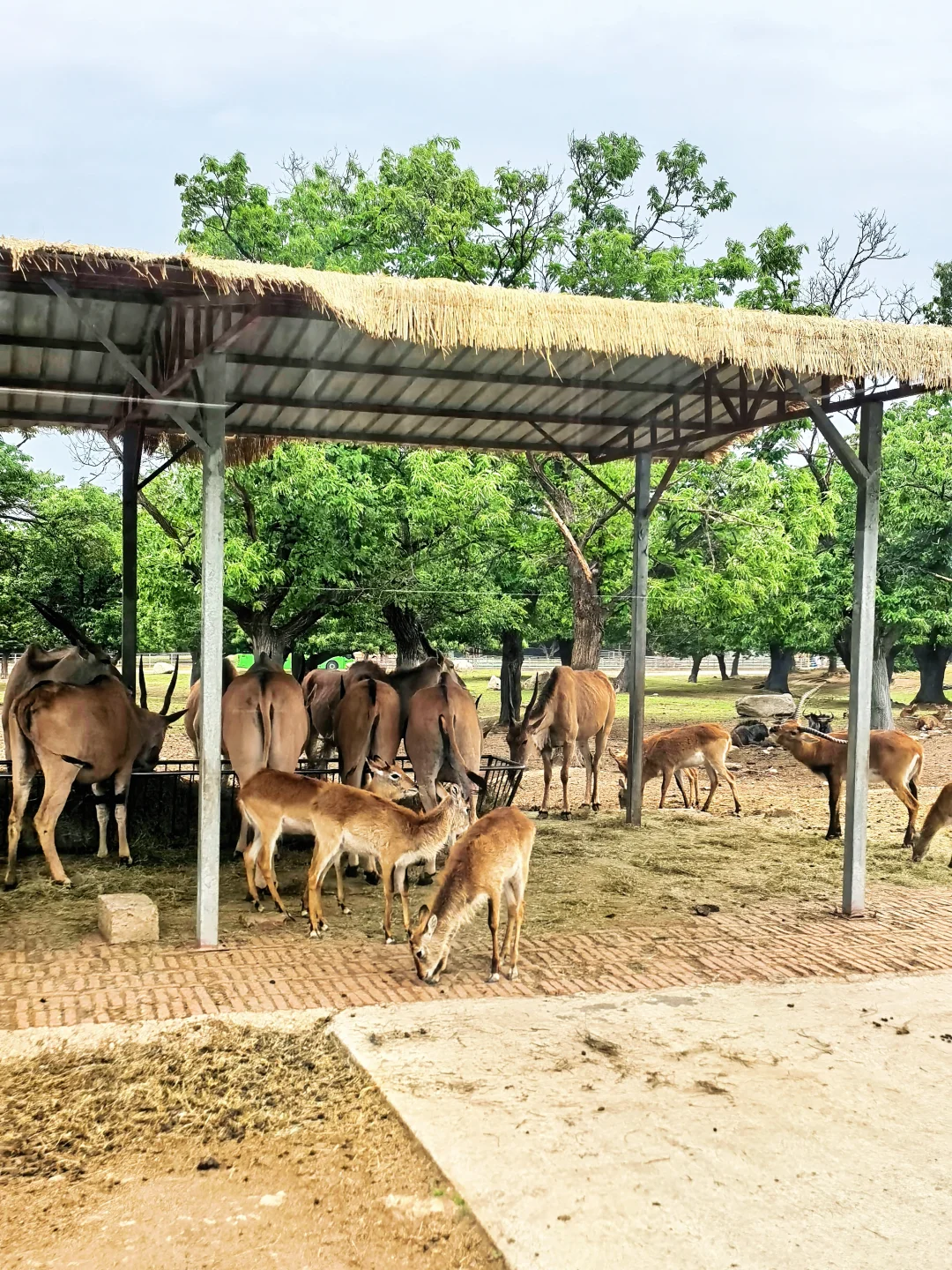 崩溃❗️秦岭野生动物园会惩罚不做攻略每个