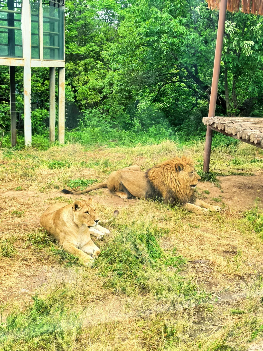崩溃❗️秦岭野生动物园会惩罚不做攻略每个