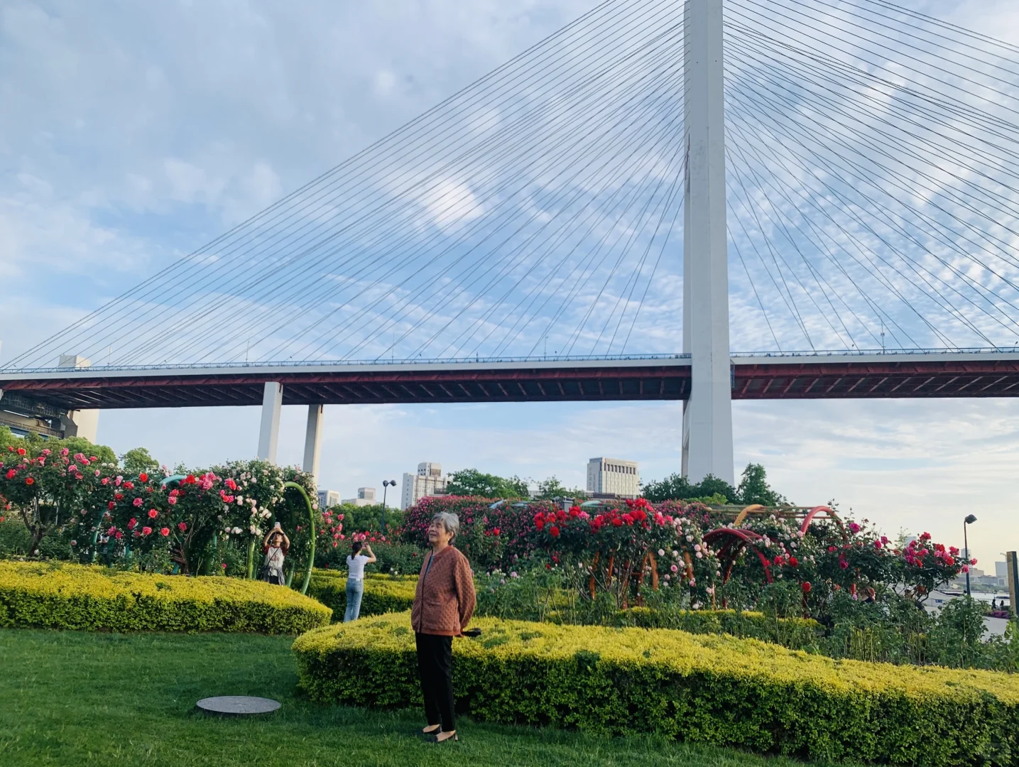 闯入南浦大桥花海秘境！江边吹风附夜景！