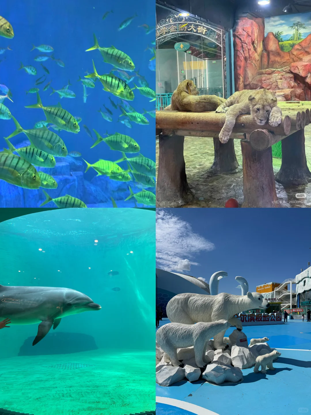 🌊哈尔滨极地公园· 全天候畅玩指南🐋