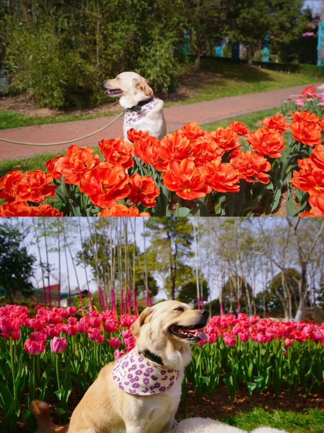 春日出逃计划｜在花谷奇缘实现人宠花海自由