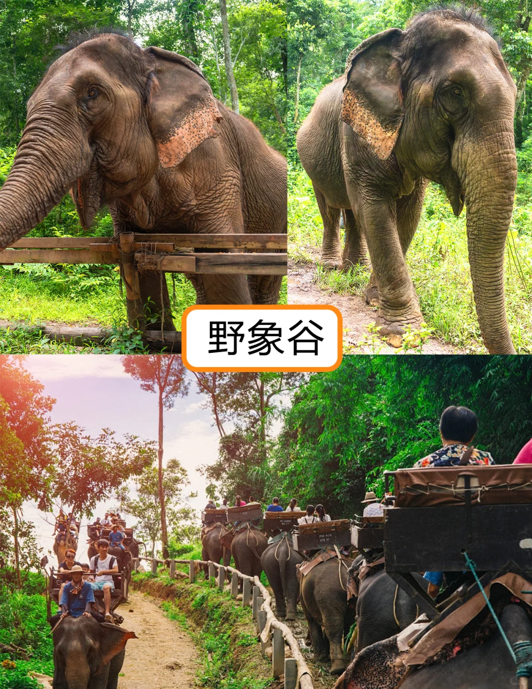 西双版纳旅游必看 | 省钱游玩清单🧾 宝子