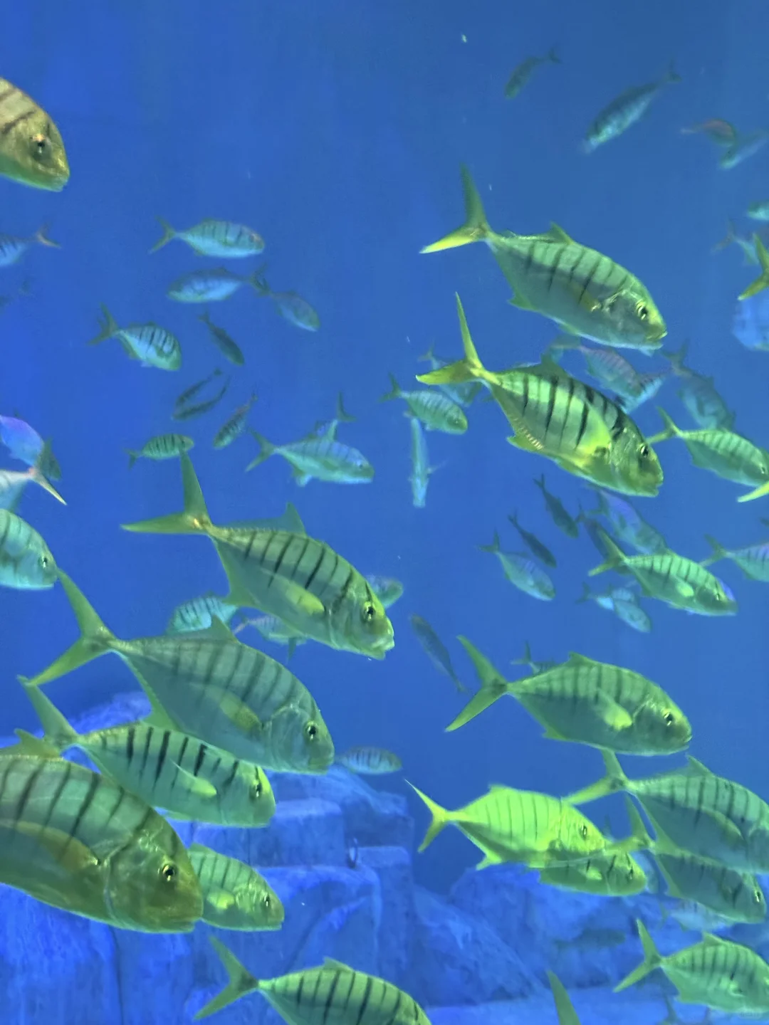 🌊哈尔滨极地公园· 全天候畅玩指南🐋