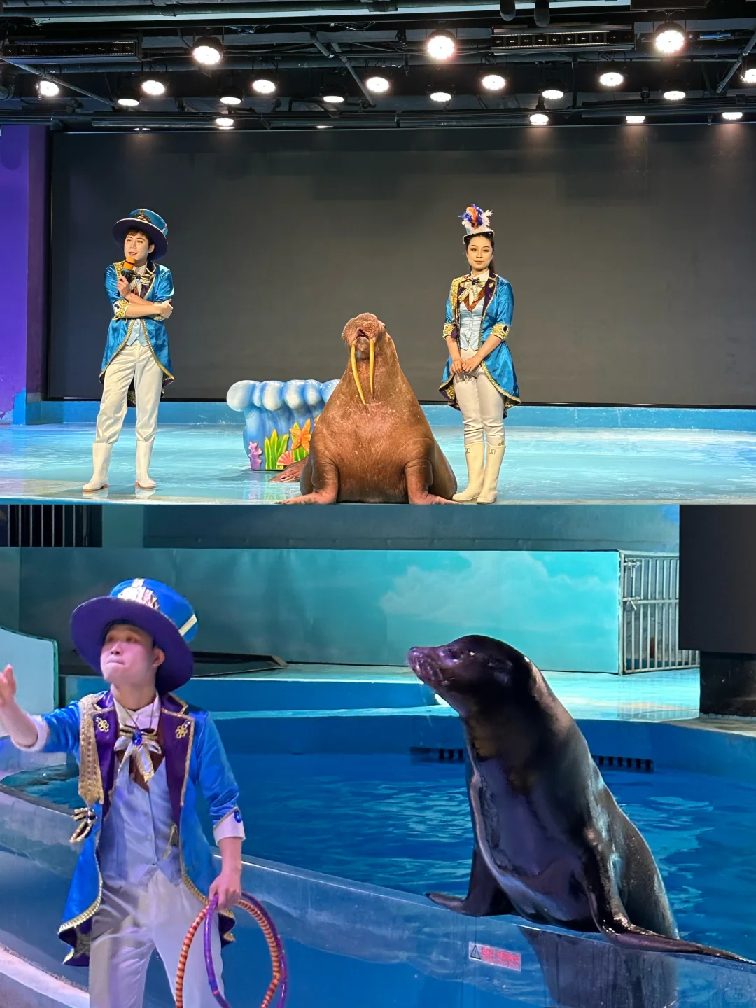 🌊哈尔滨极地公园· 全天候畅玩指南🐋