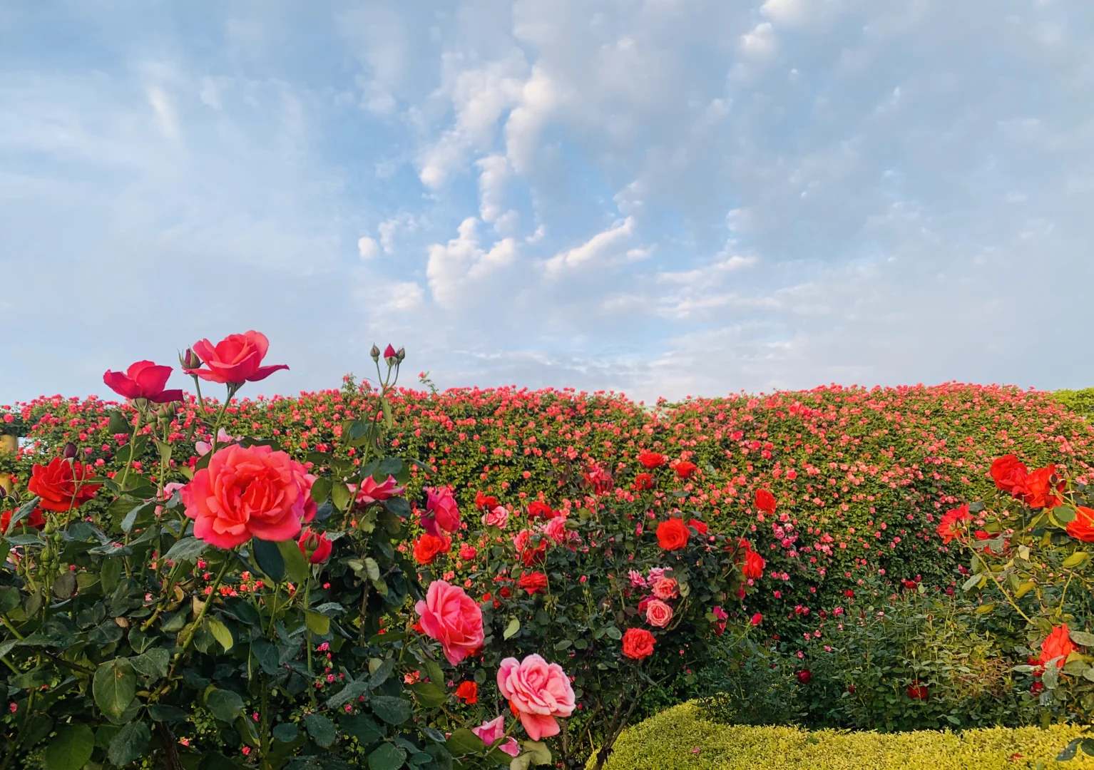 闯入南浦大桥花海秘境！江边吹风附夜景！
