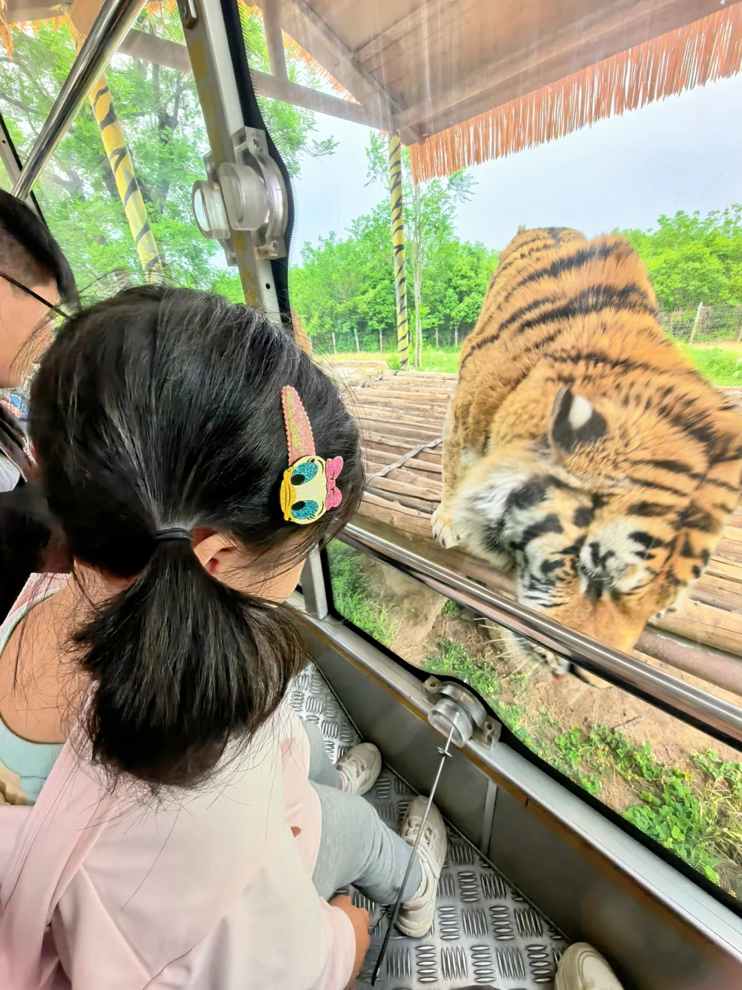 崩溃❗️秦岭野生动物园会惩罚不做攻略每个