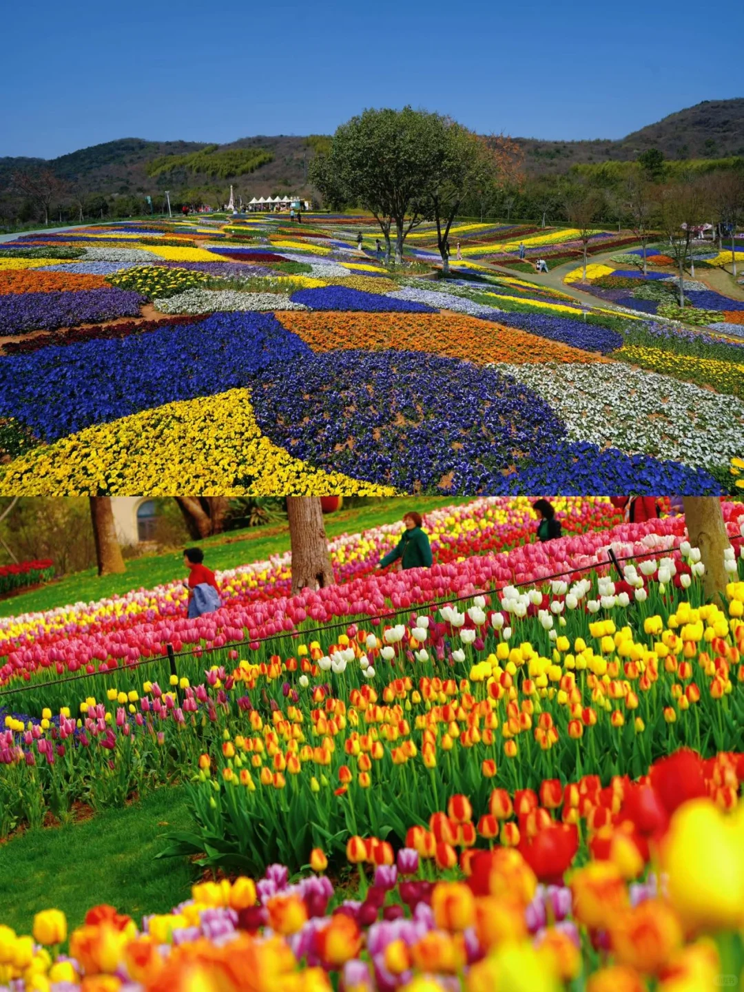 春日出逃计划｜在花谷奇缘实现人宠花海自由