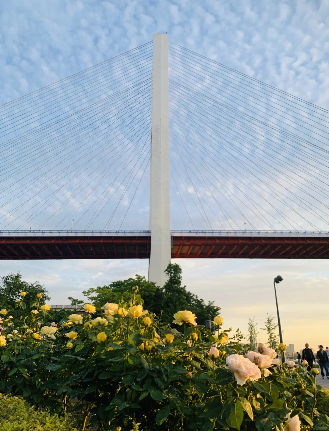 闯入南浦大桥花海秘境！江边吹风附夜景！