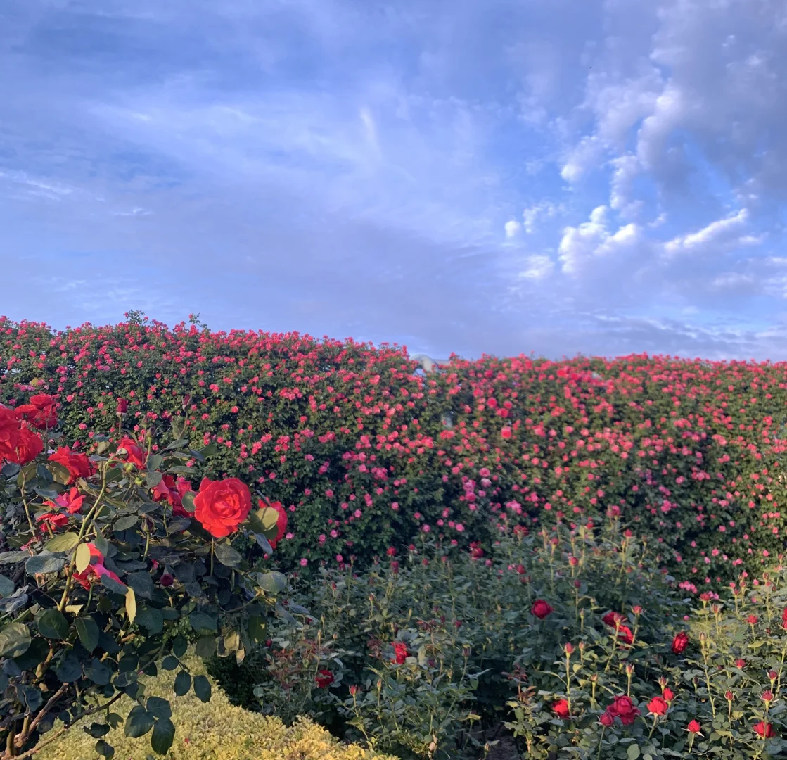 闯入南浦大桥花海秘境！江边吹风附夜景！