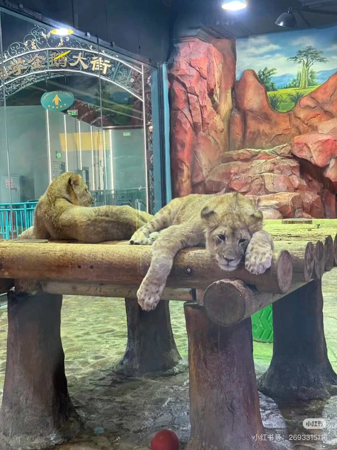 🌊哈尔滨极地公园· 全天候畅玩指南🐋