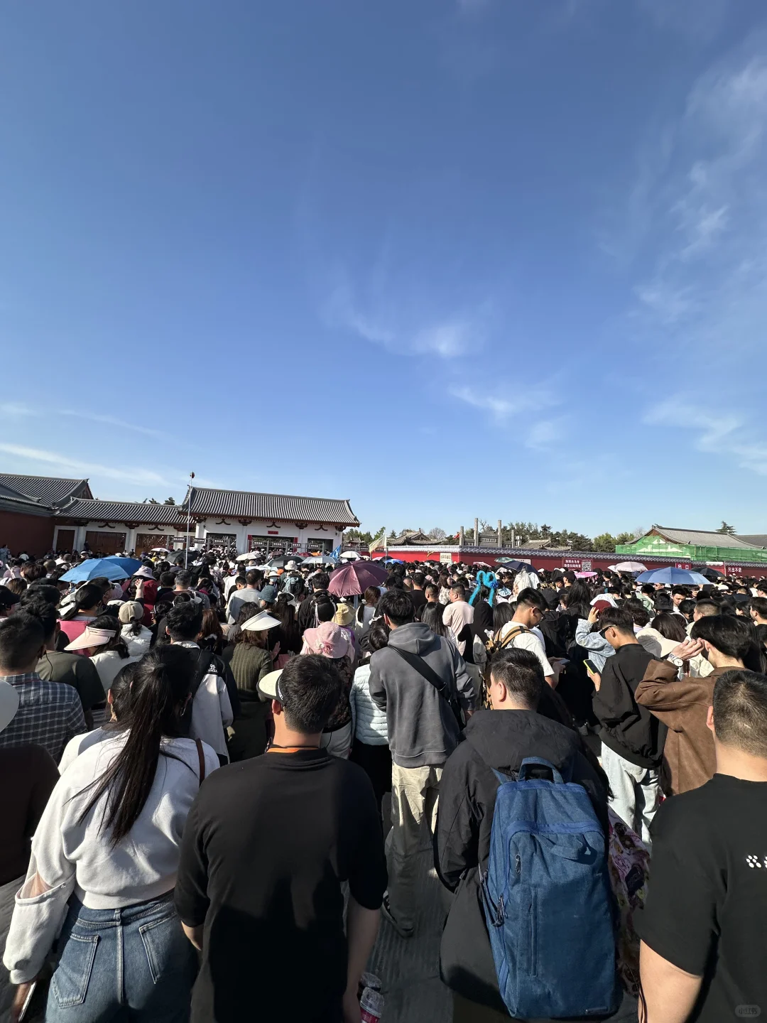 洛阳已回 全是人从众𠈌！