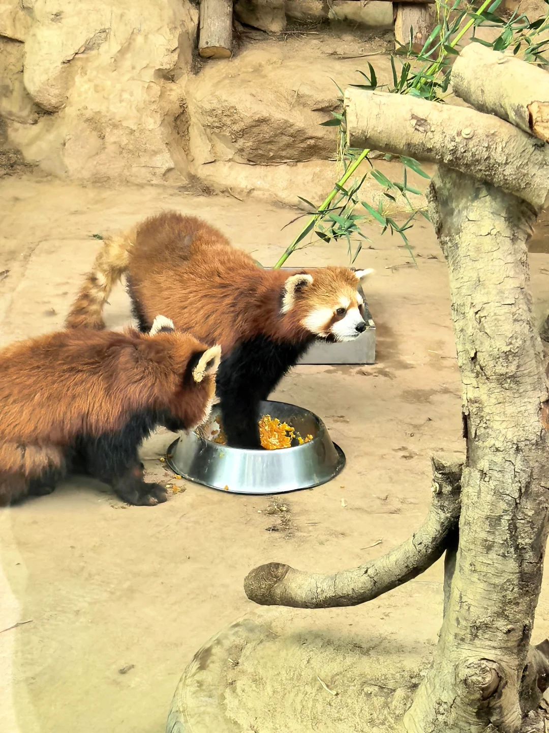 崩溃❗️秦岭野生动物园会惩罚不做攻略每个