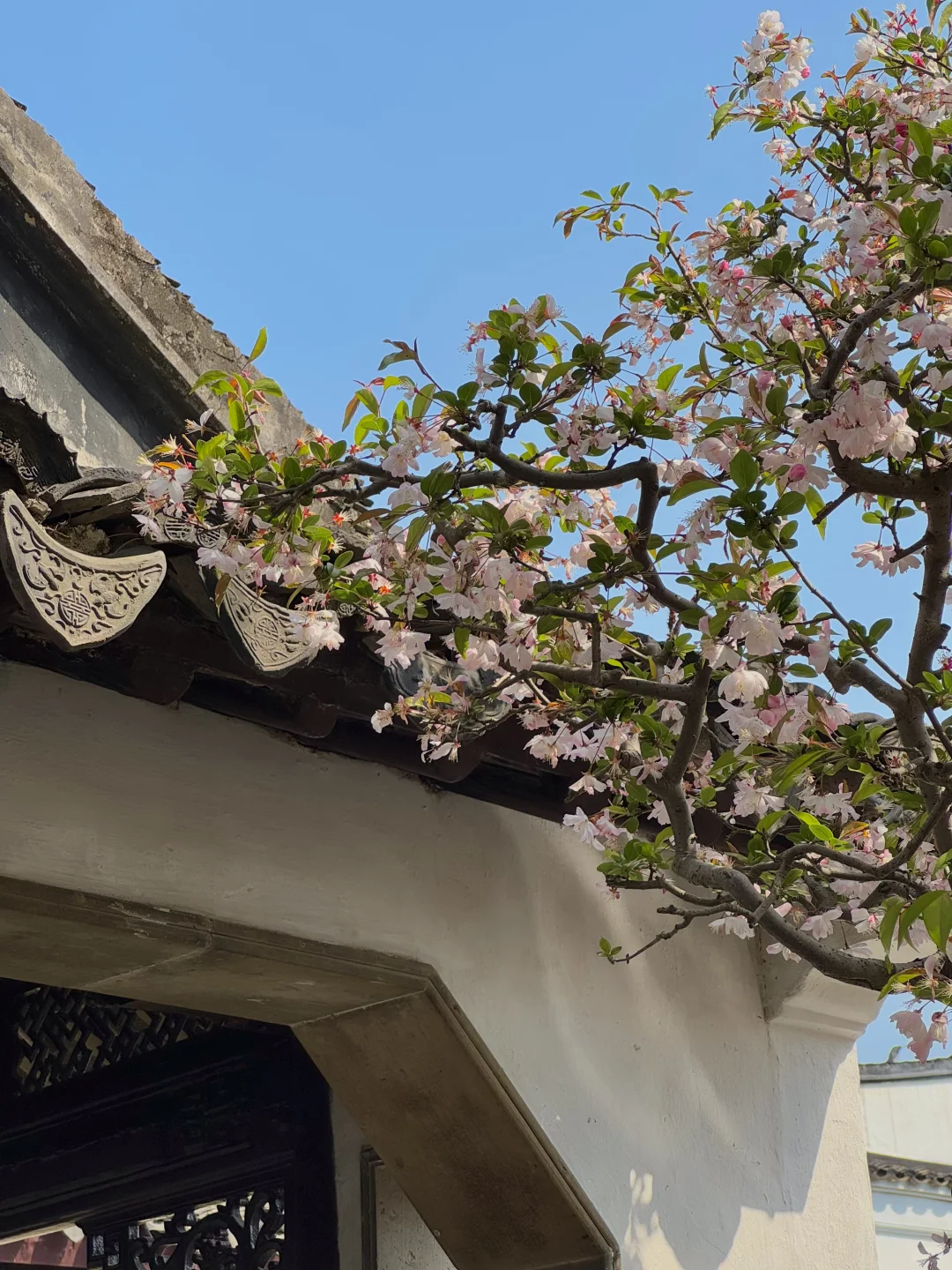 为了这17张照片 特意来了趟苏州