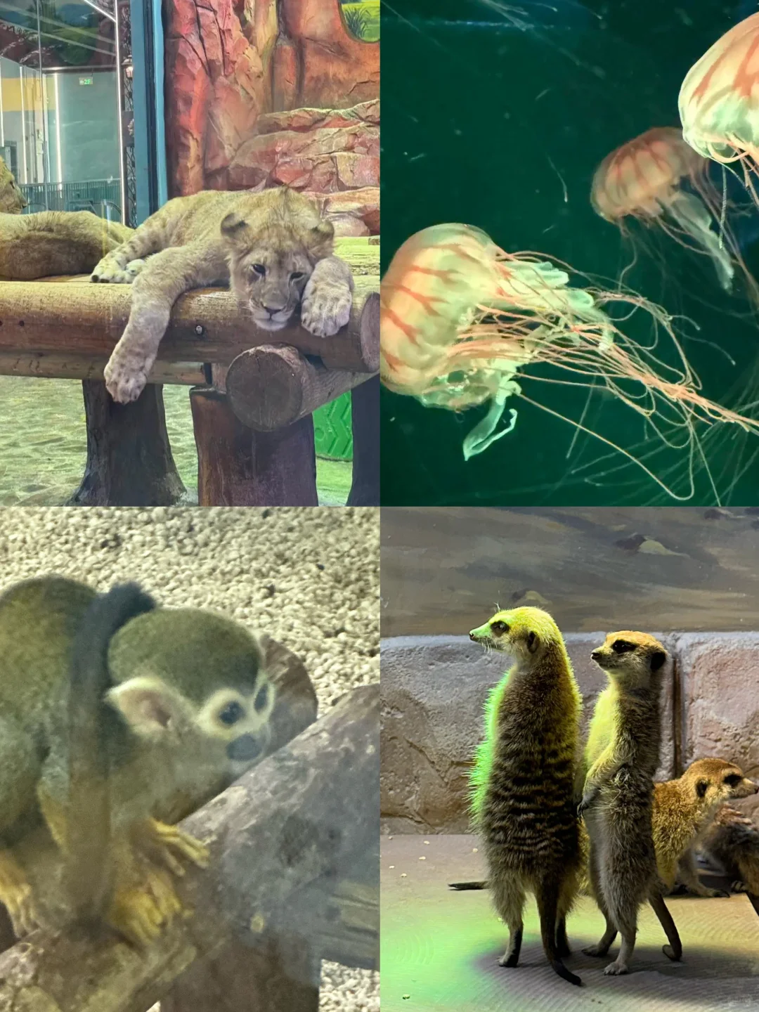 🌊哈尔滨极地公园· 全天候畅玩指南🐋