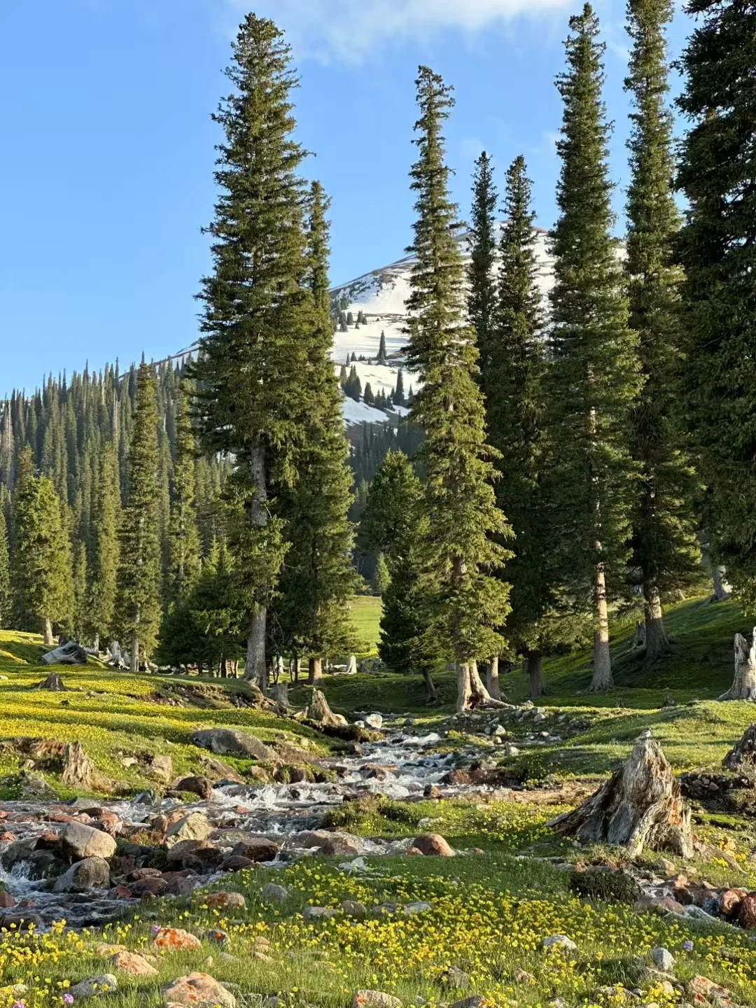 爱旅游 爱分享🌲