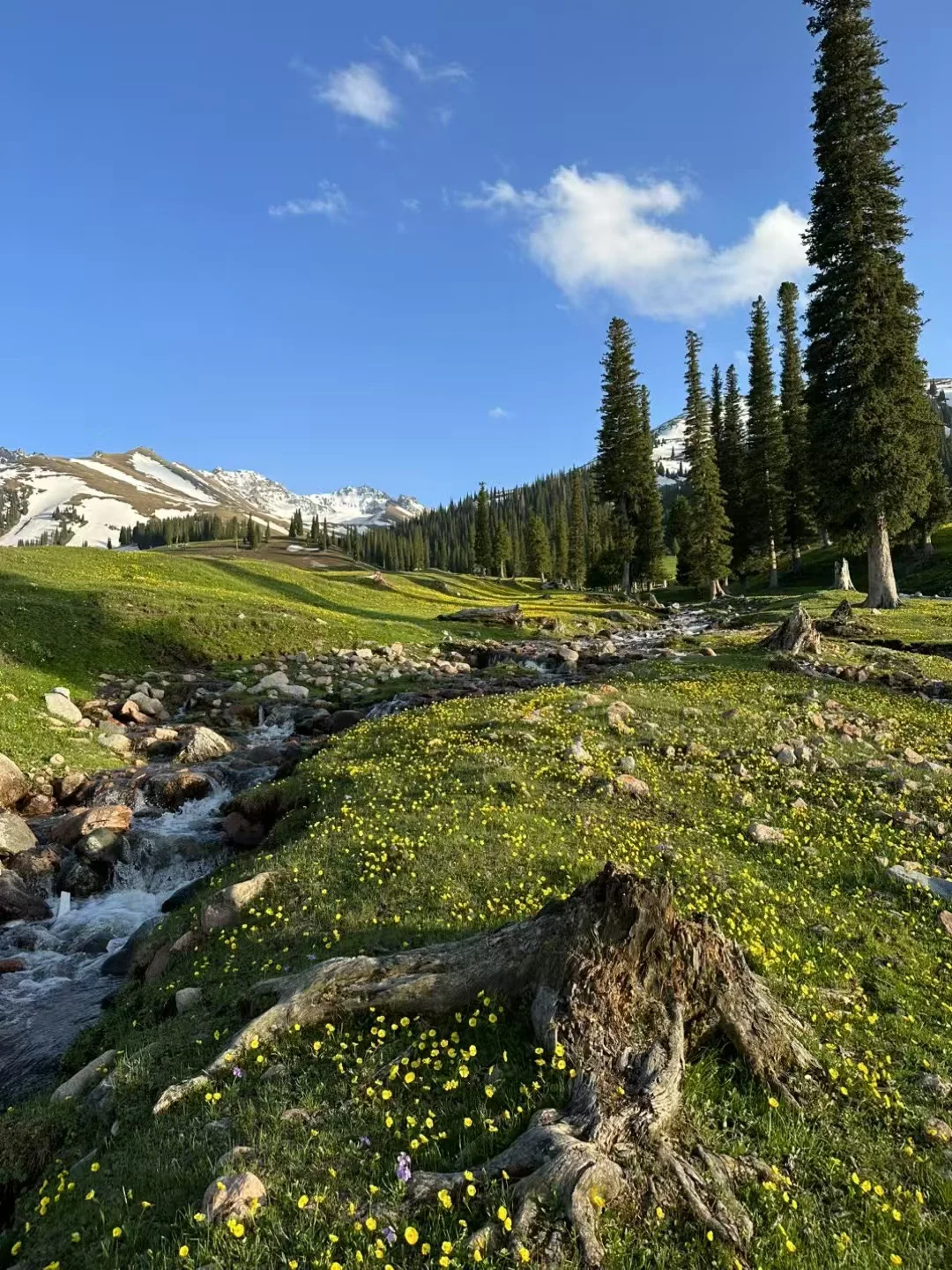 爱旅游 爱分享🌲