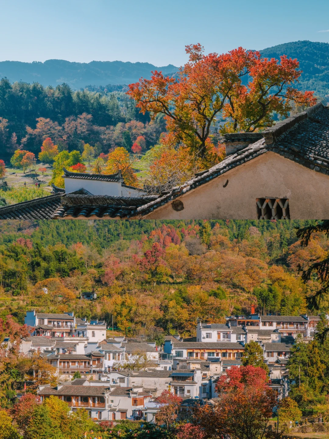 《国家地理》没骗我‼️皖南的秋天真的美绝了😭