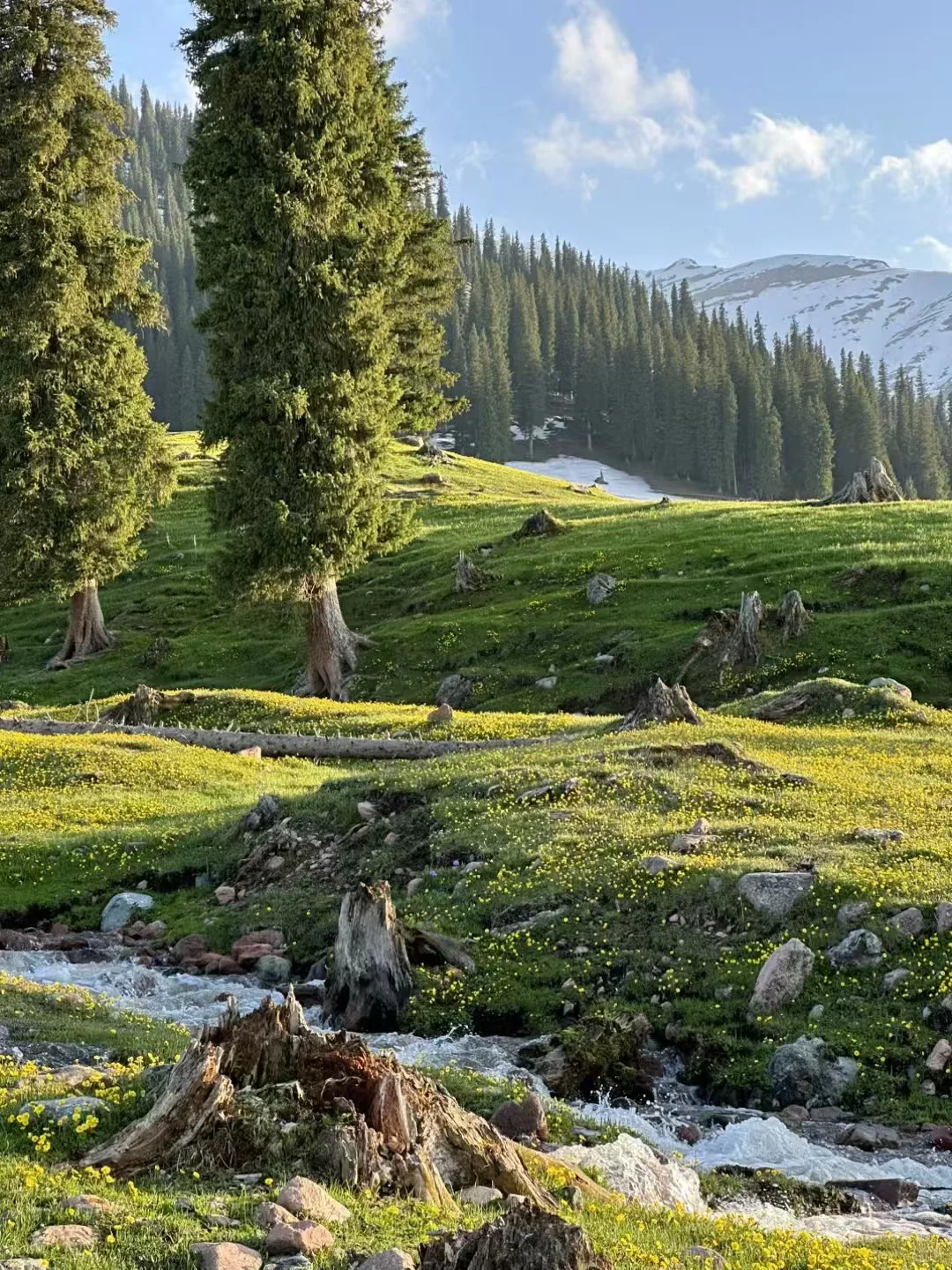 爱旅游 爱分享🌲