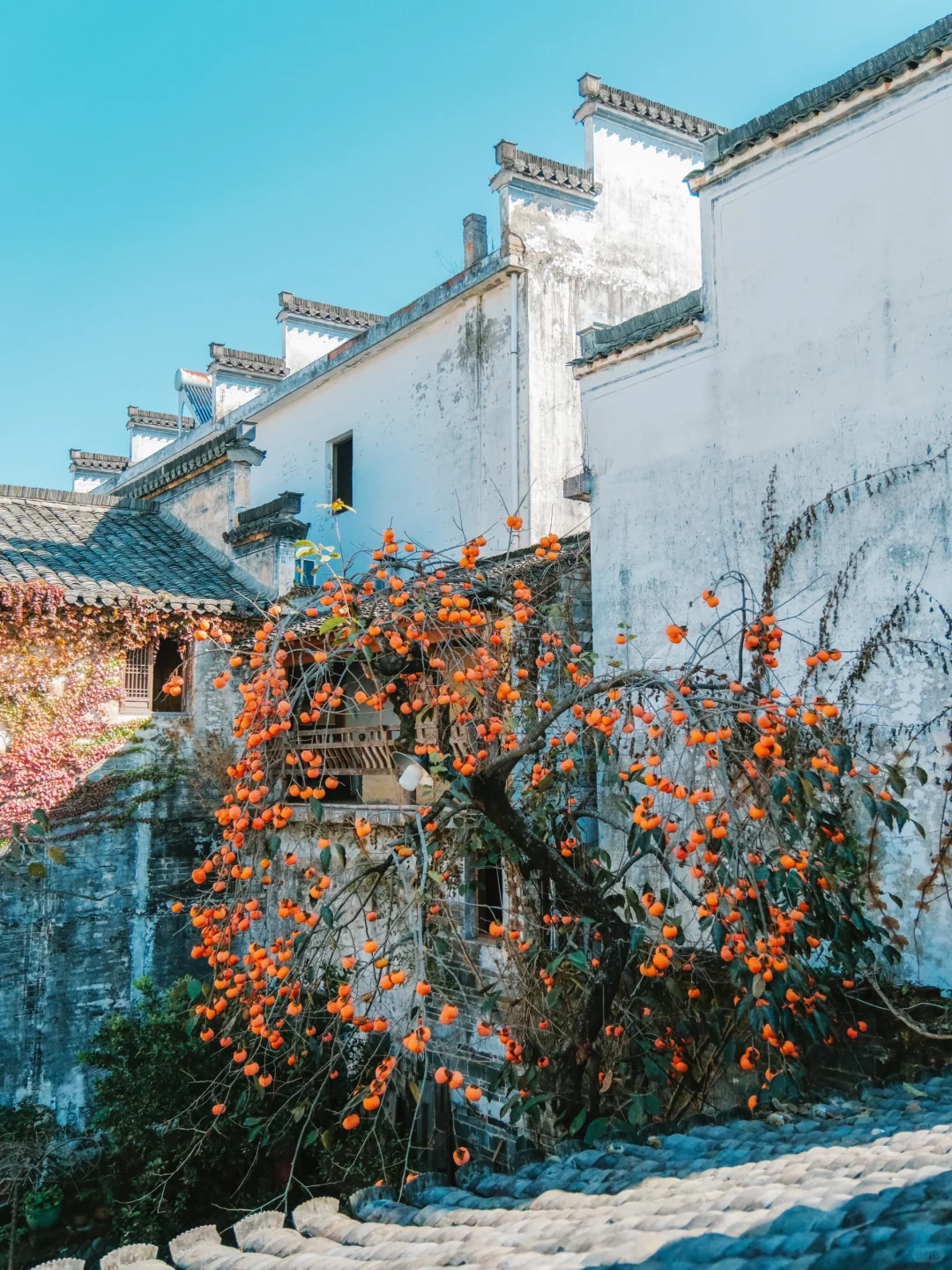 《国家地理》没骗我‼️皖南的秋天真的美绝了😭