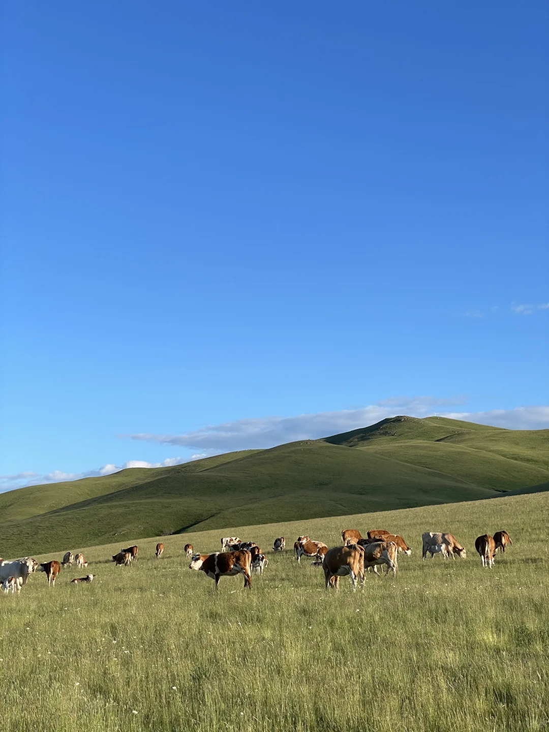 当我逃离城市来到了草原！