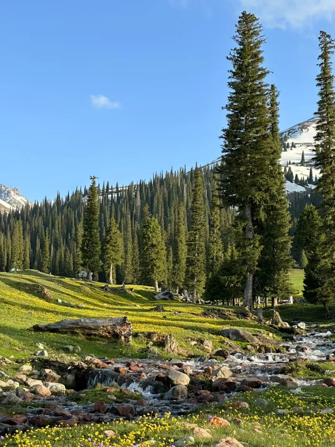 爱旅游 爱分享🌲