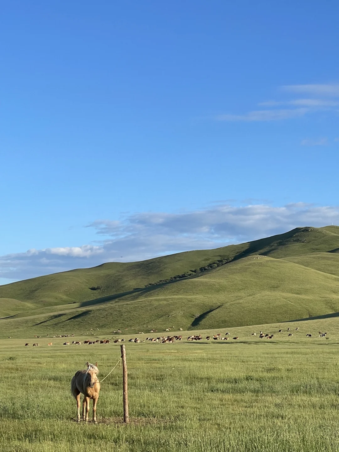 当我逃离城市来到了草原！