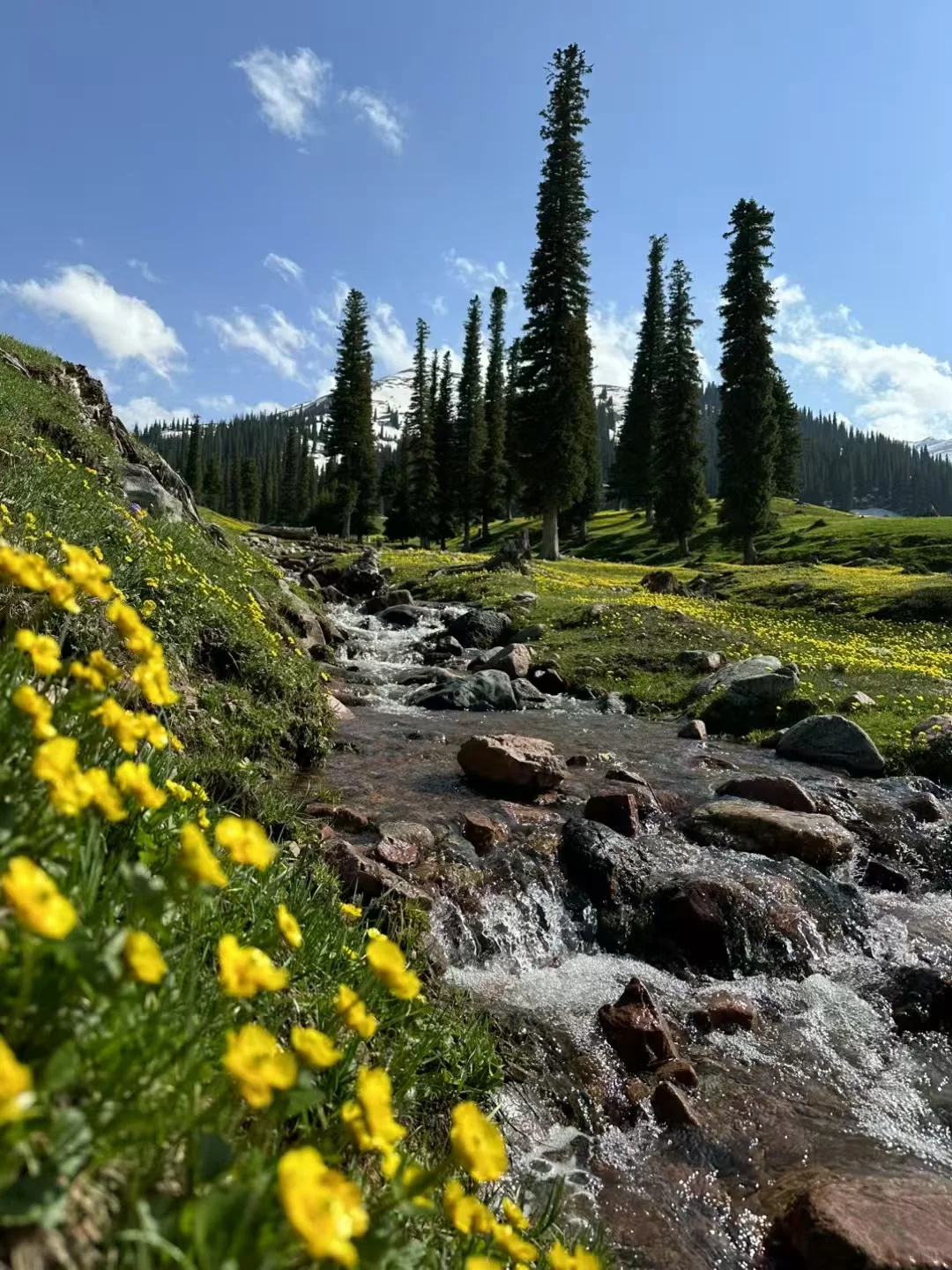 爱旅游 爱分享🌲