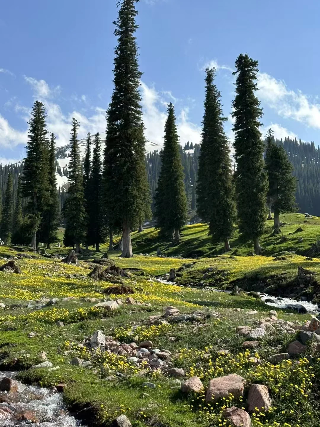 爱旅游 爱分享🌲