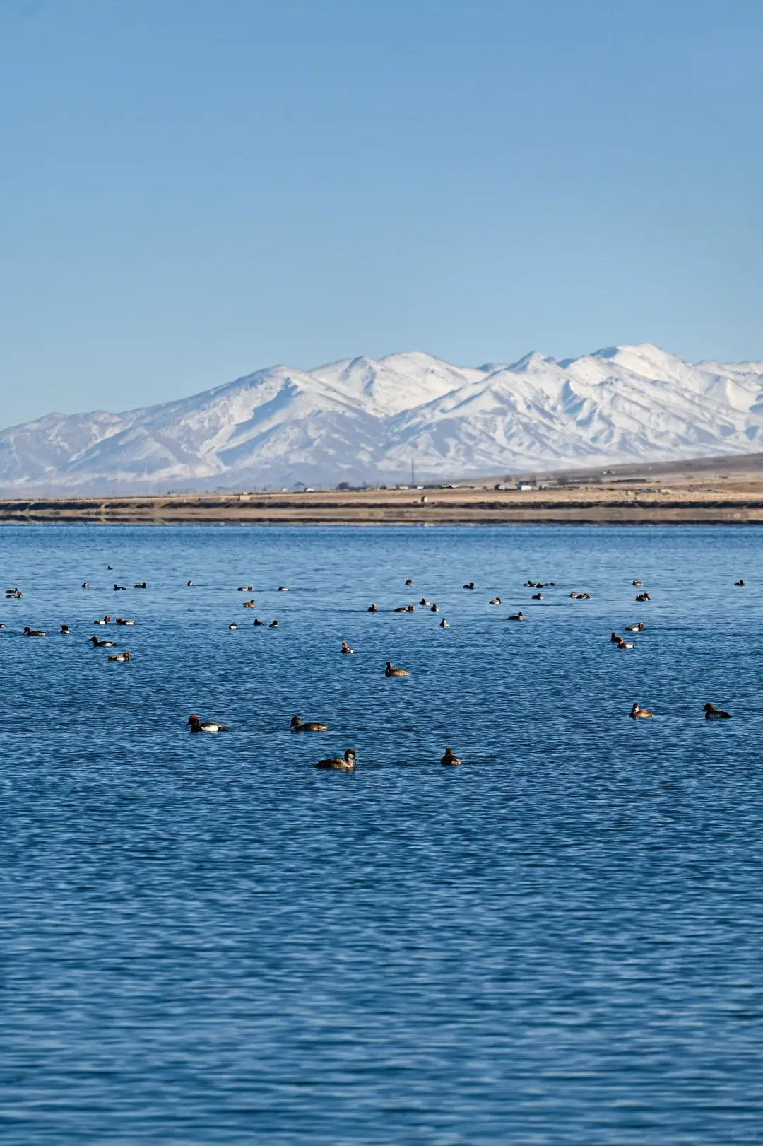 五一去青甘 | 这份攻略直接抄