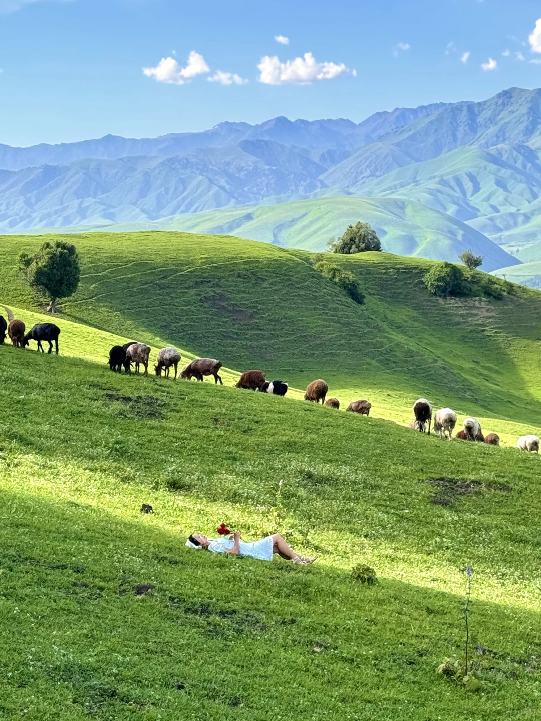 在新疆拍到了我的人生live图～🌳🌳