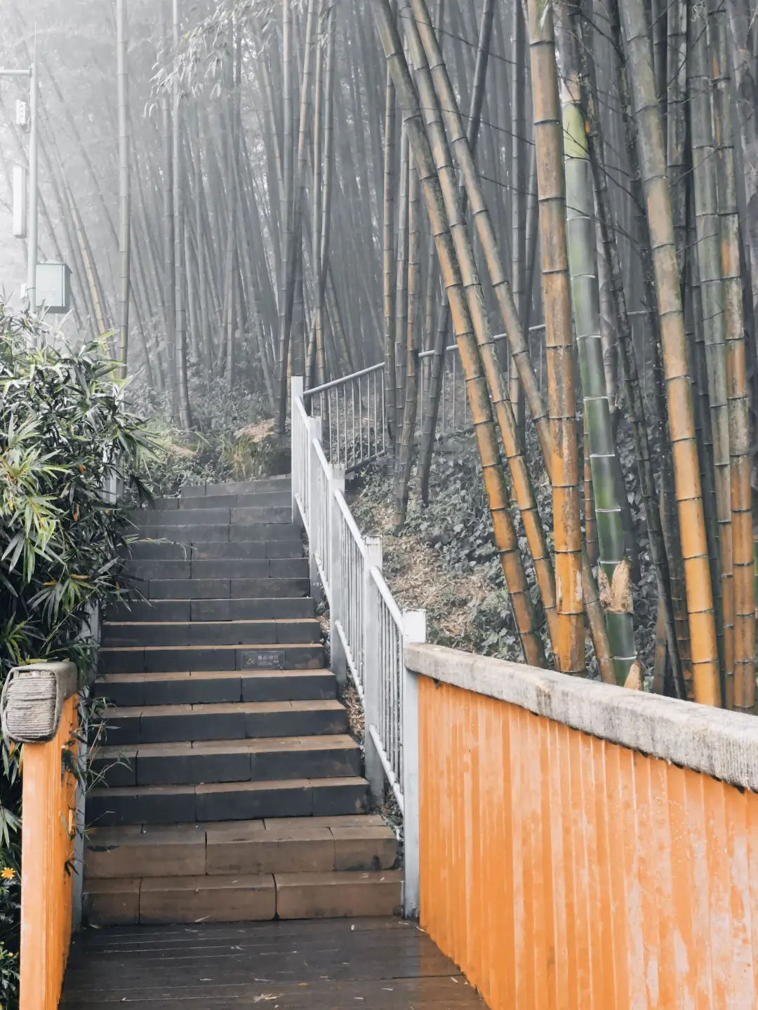 竹林间，轻松成为朋友圈焦点