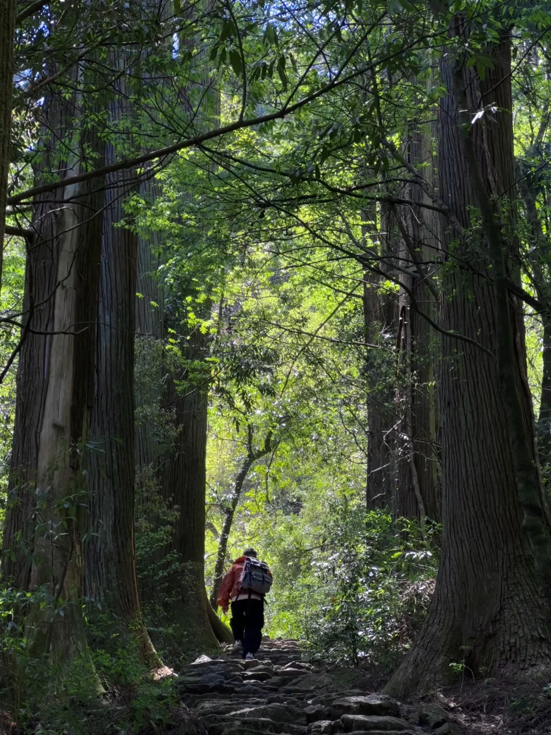 抬头！好强的树张力🍃天目山“大树王国”！
