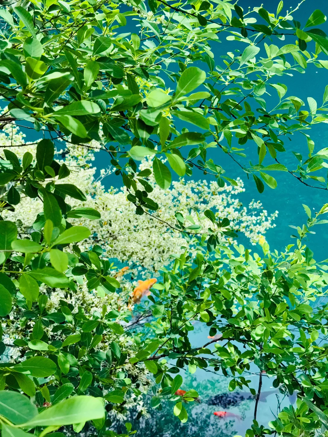 Live实况‼️小红书跟风最成功的一次！！