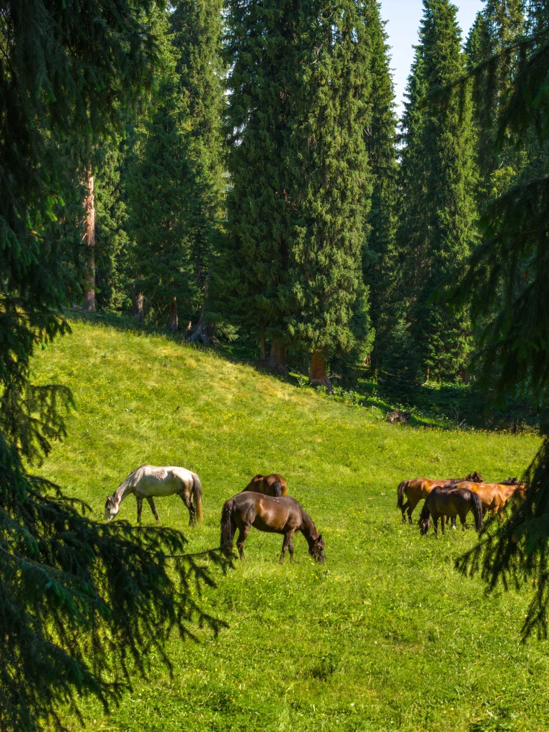 春天的新疆伊犁，每一帧都是童话世界❗️❗️❗️