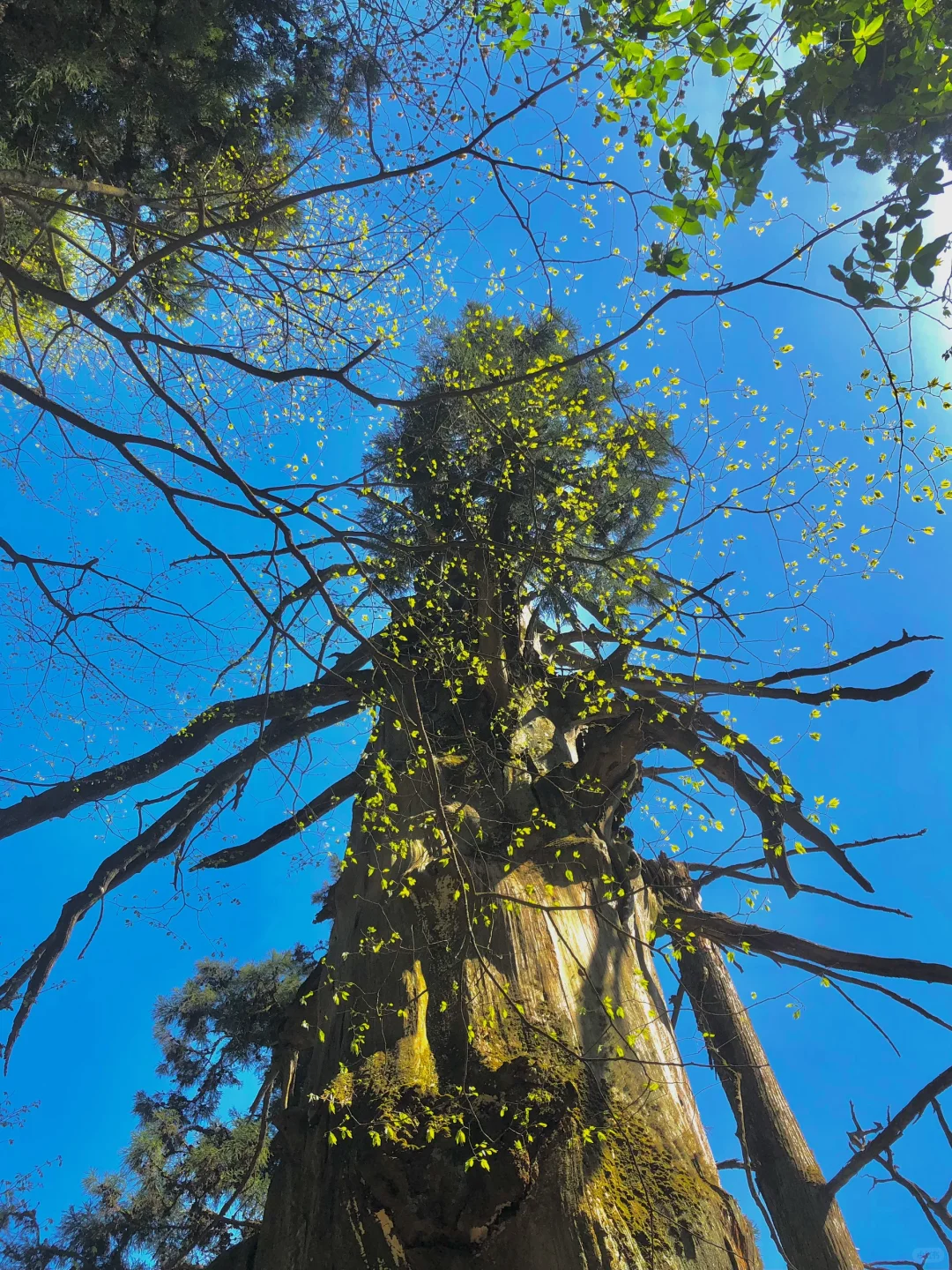 抬头！好强的树张力🍃天目山“大树王国”！