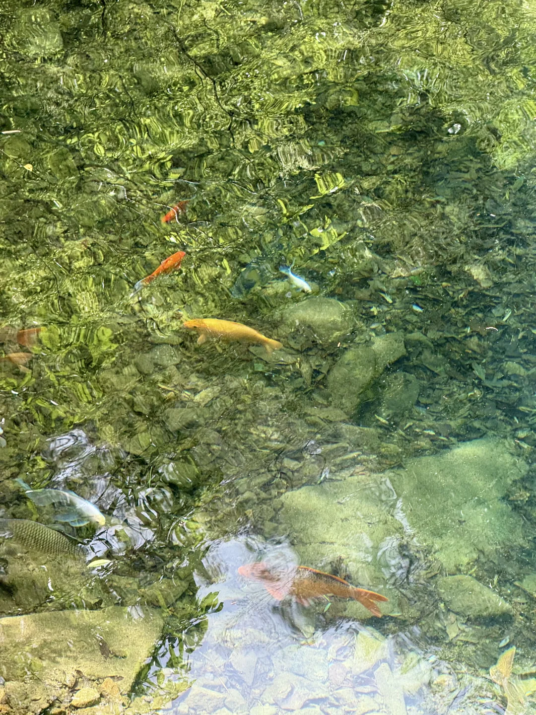 Live实况‼️小红书跟风最成功的一次！！