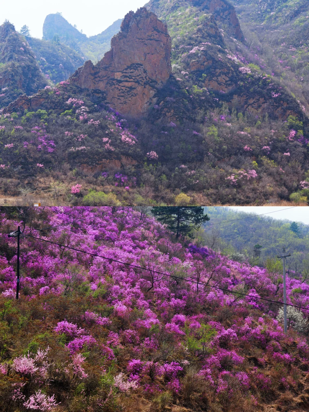 五一可以去塞罕坝乌兰布统吗？说点实在的