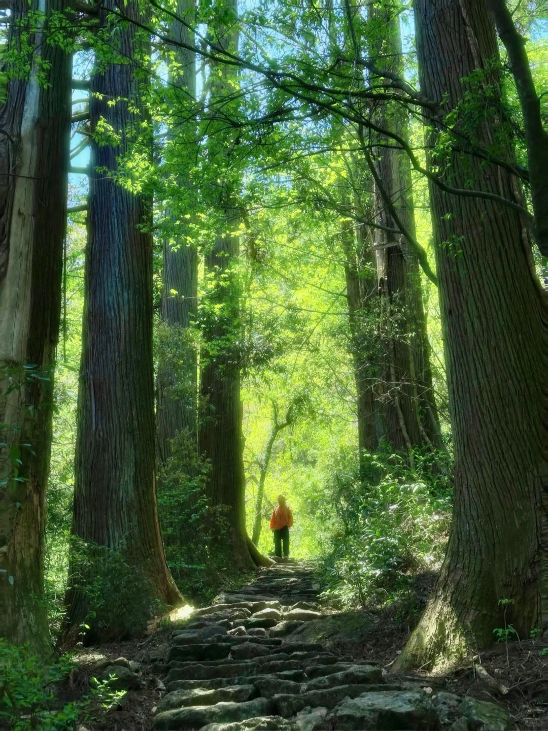 抬头！好强的树张力🍃天目山“大树王国”！