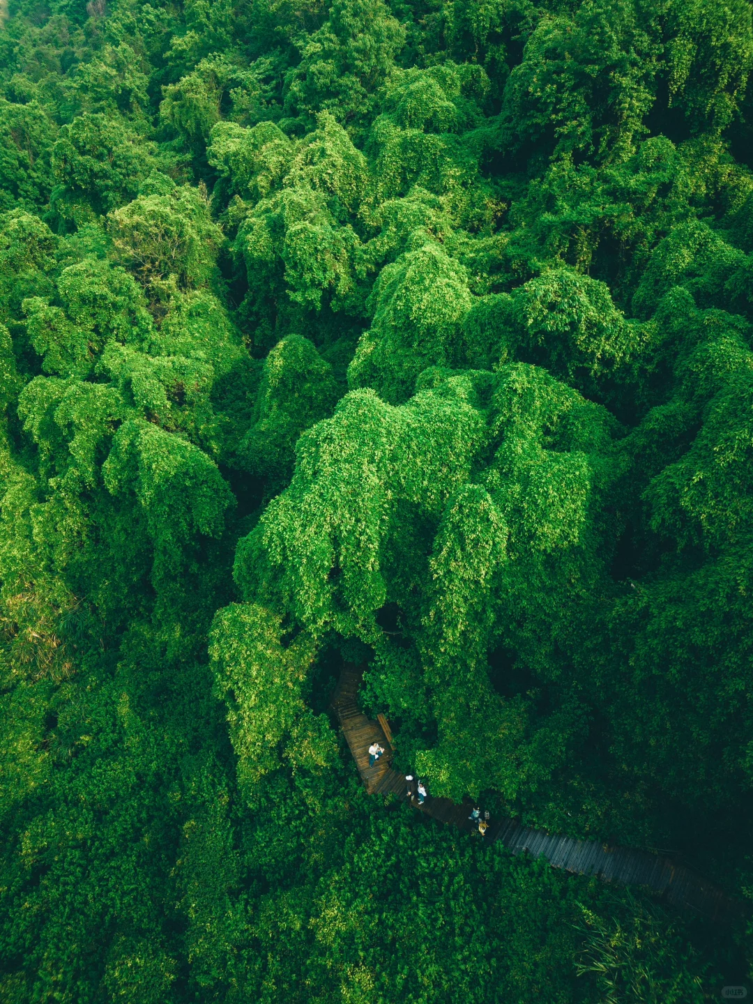 我好像在宁波找到了现实版的“失落之地”🦕