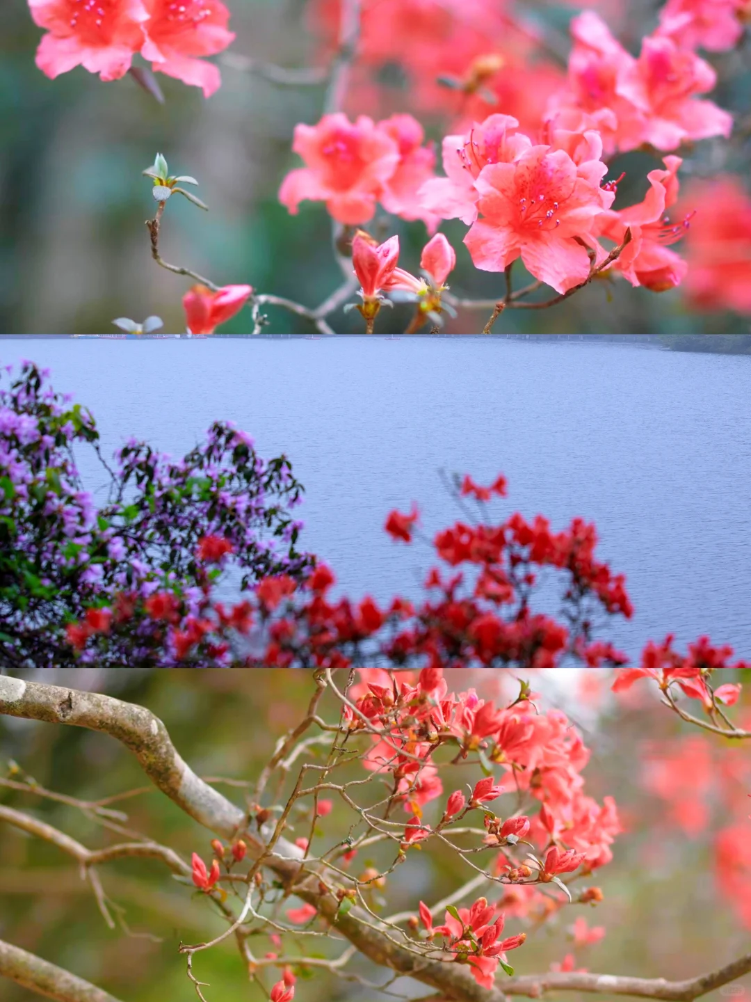 五一反向游！闯入10万亩杜鹃花海秘境