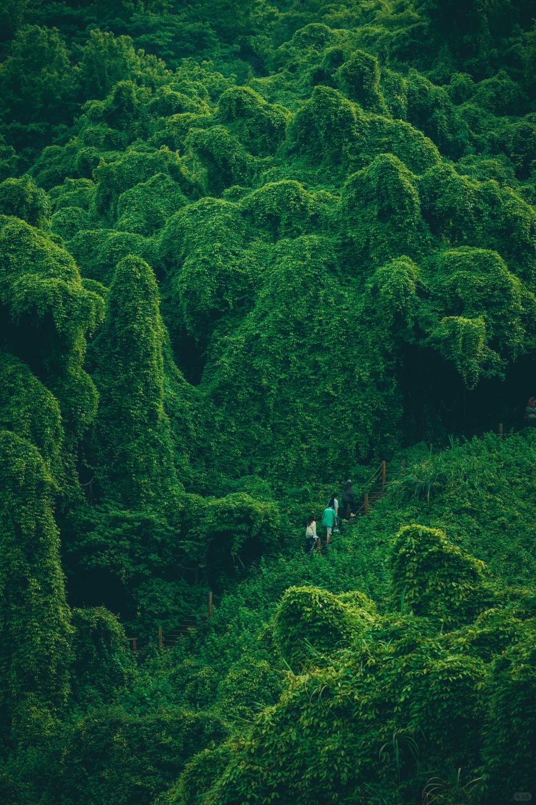 我好像在宁波找到了现实版的“失落之地”🦕