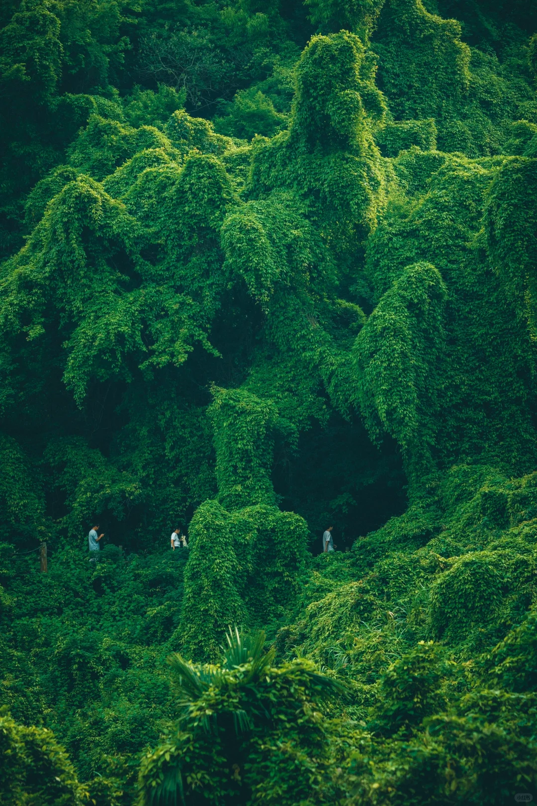 我好像在宁波找到了现实版的“失落之地”🦕