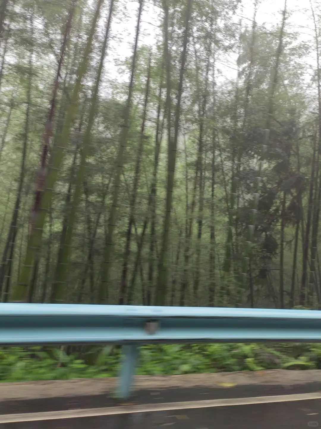 竹林间，轻松成为朋友圈焦点