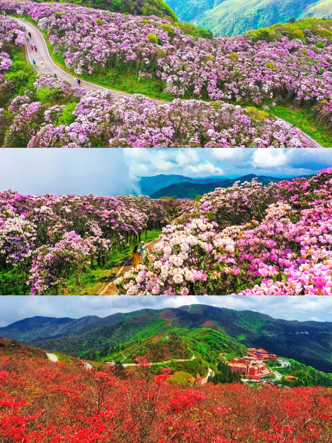 五一反向游！闯入10万亩杜鹃花海秘境