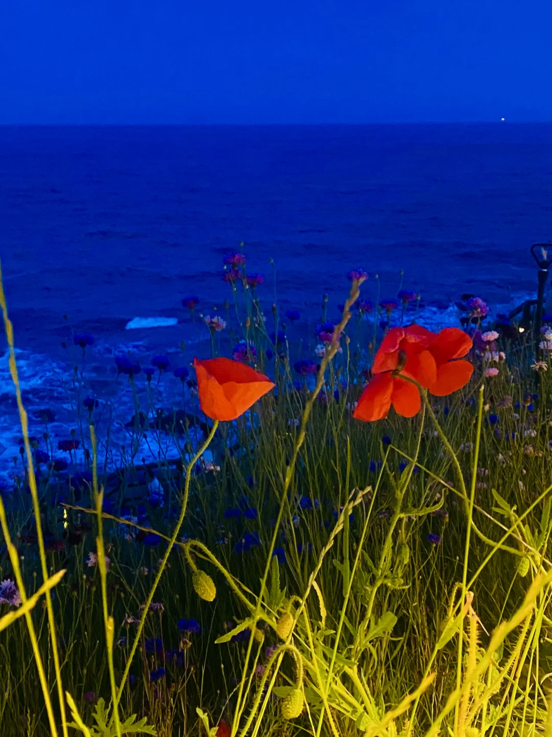 📍已经开始期待青岛的春天！