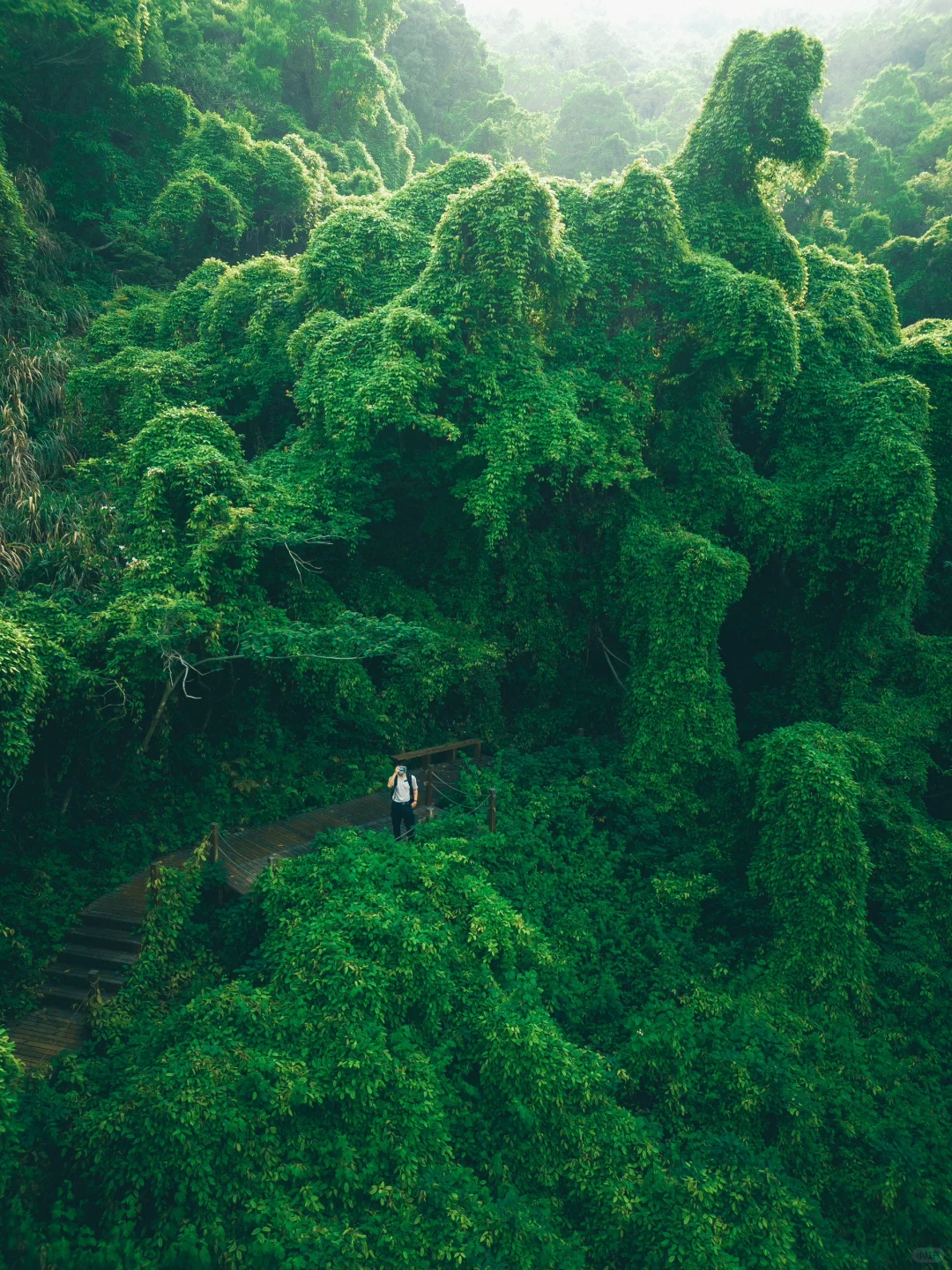 我好像在宁波找到了现实版的“失落之地”🦕