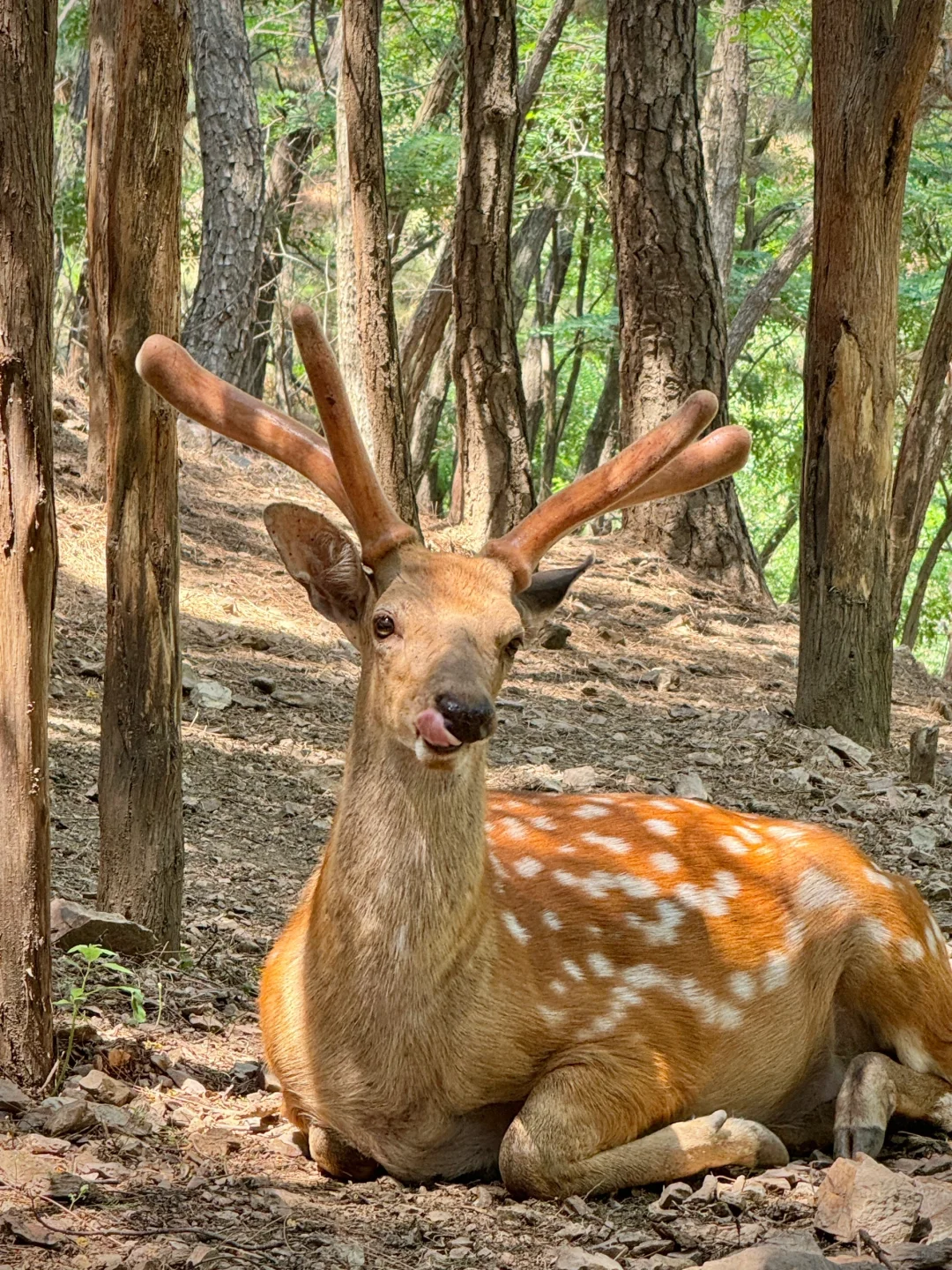 以为烟台已经很美了,直到我去了大连……