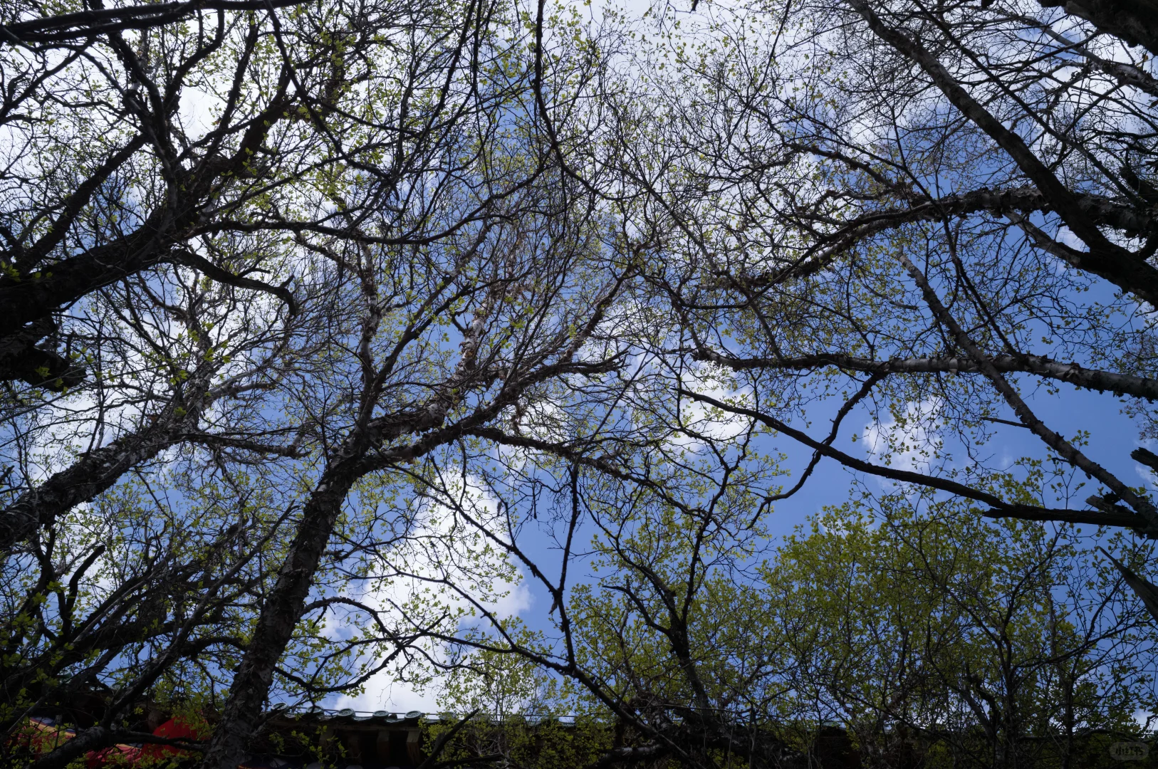 每个人心中的塔尔寺｜青海旅行第一站