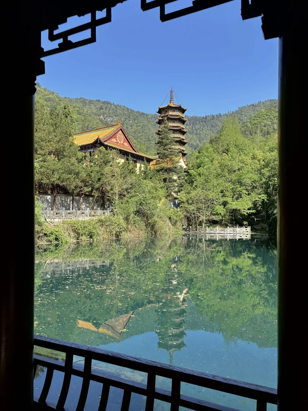 抬头！好强的树张力🍃天目山“大树王国”！